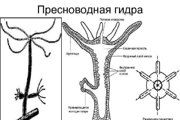 Кракен войти сегодня